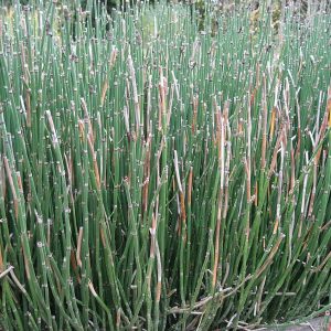 Equisetum Hyemale