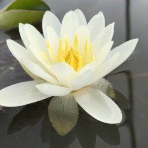 Nymphaea Alba White British Native Water Lily