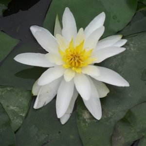 Nymphaea Albatross White Water Lily