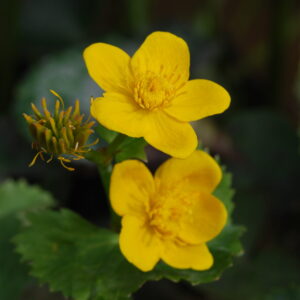 Caltha Palustris - Marsh Marigold