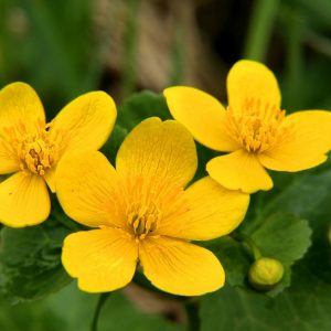 Caltha Polypetala