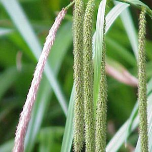 Carex Pendula