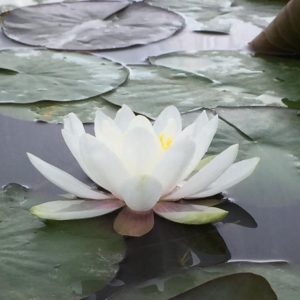 Nymphaea Marliacea Carnea Pale Pink Water Lily
