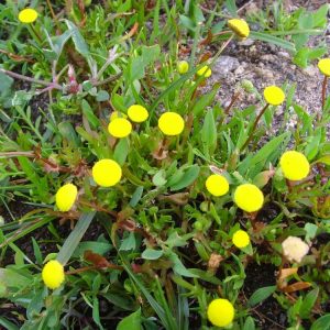Cotula Coronopifolia