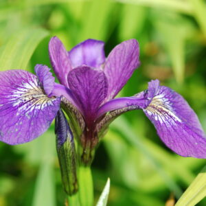 Iris Versicolour
