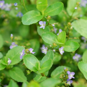 Veronica Beccabunga Brooklime