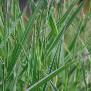Phalaris Picta