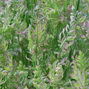 Oenanthe Javanica Flamingo