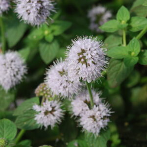 Mentha Aquatica