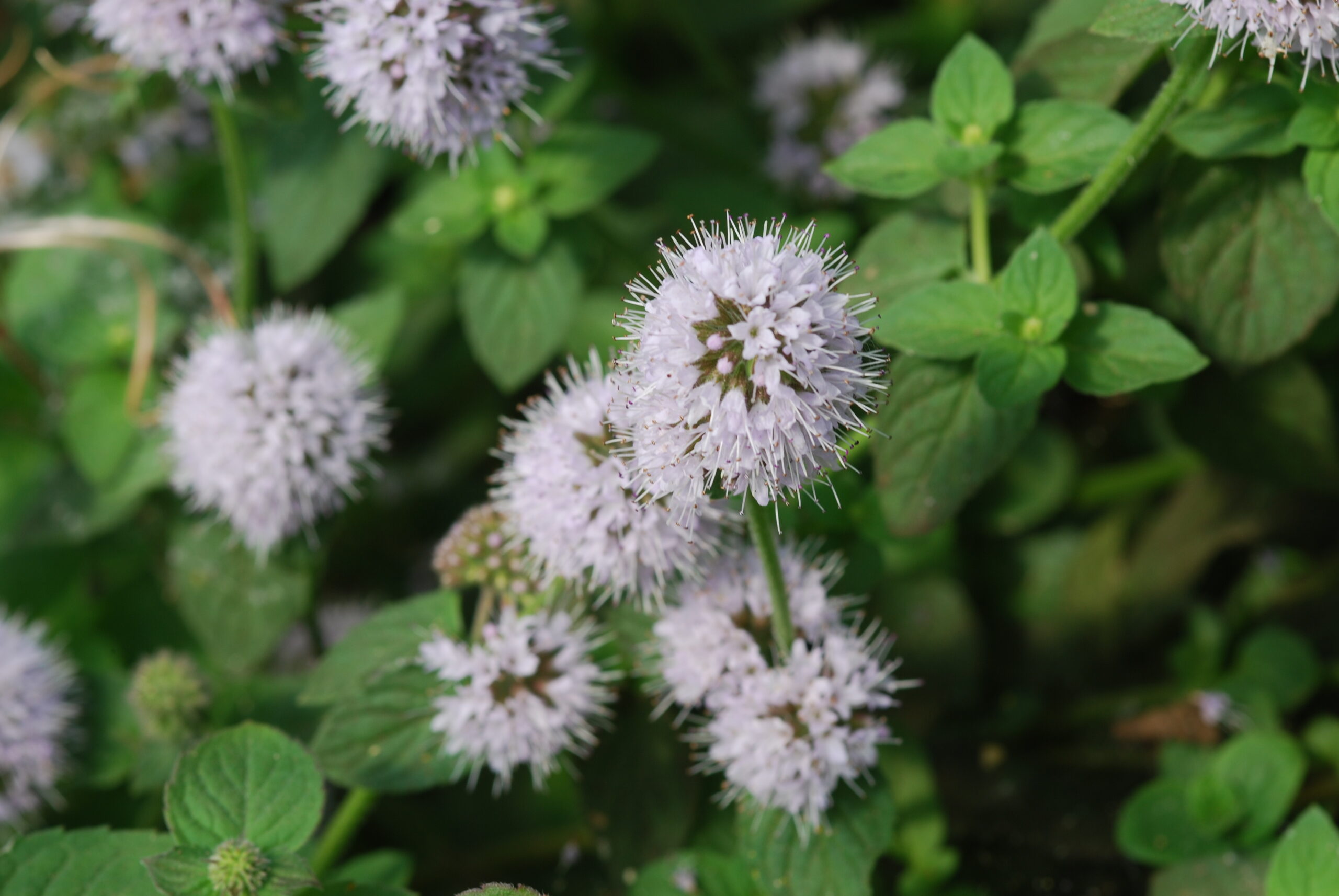 Mentha Aquatica