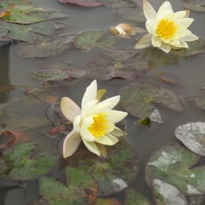 Nymphaea Pygmaea Helvola Miniature Yellow Water Lily