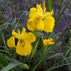 Iris Pseudacorous