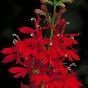 Lobelia Cardinalis