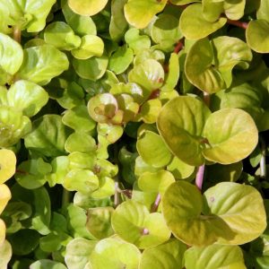 Lysimachia Nummularia Aurea (golden)