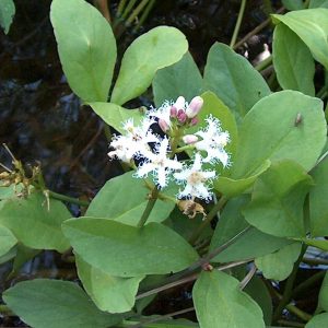 Menyanthes Trifoliata (bog bean)