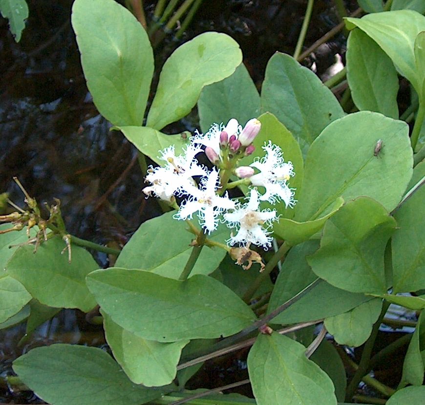 Menyanthes Trifoliata (bog bean)
