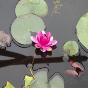 Nymphaea Perrys Baby Red Miniature Water Lily