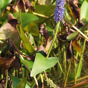 Pontederia Cordata