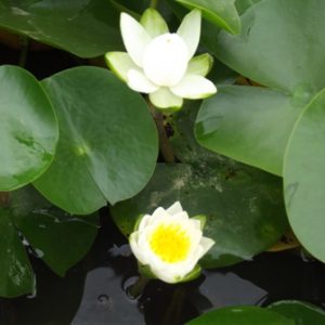 Nymphaea Tuberosa Richardsonii Snow White Water Lily