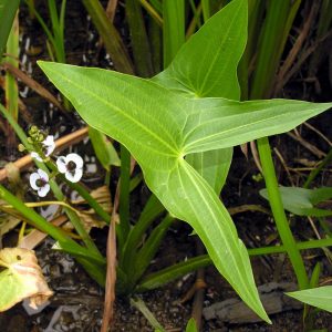 Sagittaria