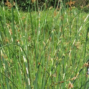 Scirpus Zebrinus