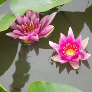 Nymphaea William Falconer Deep Red Water Lily