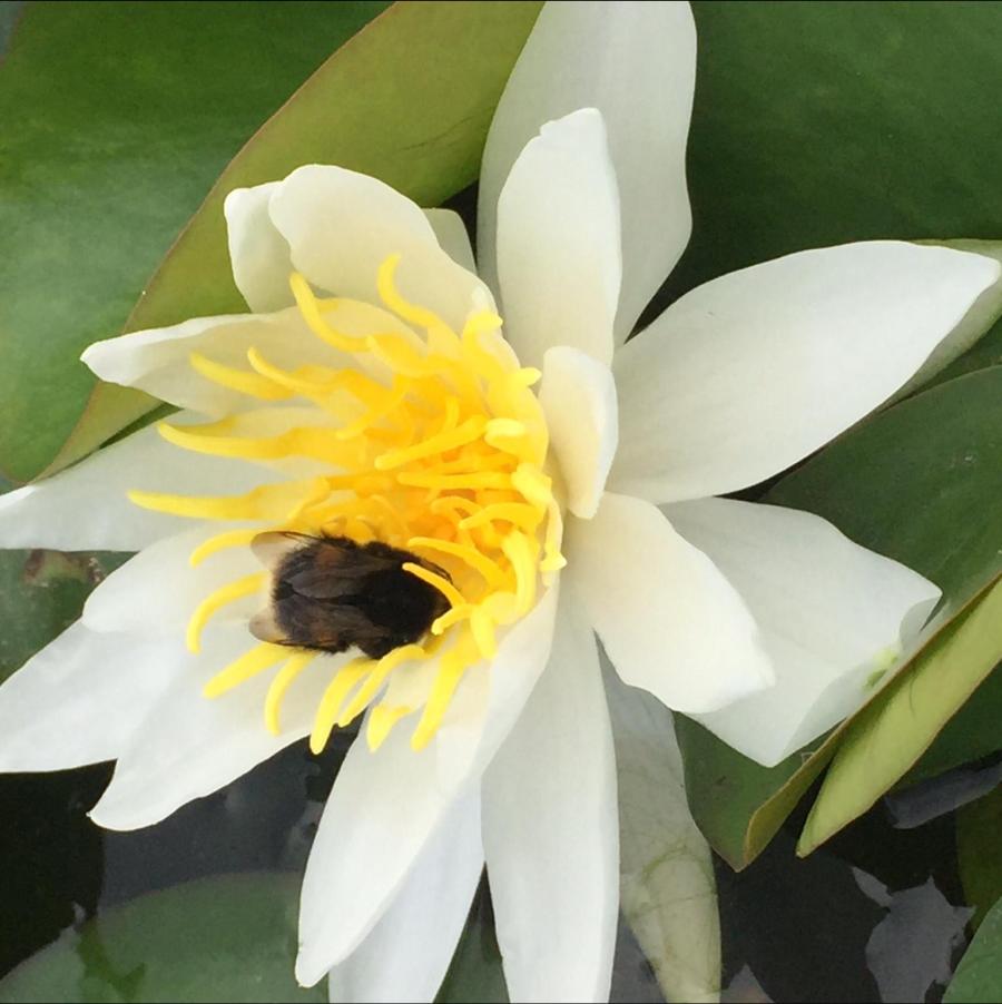 Nymphaea Albatross White Water Lily - Image 2