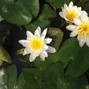 Nymphaea Albida Small White Water Lily