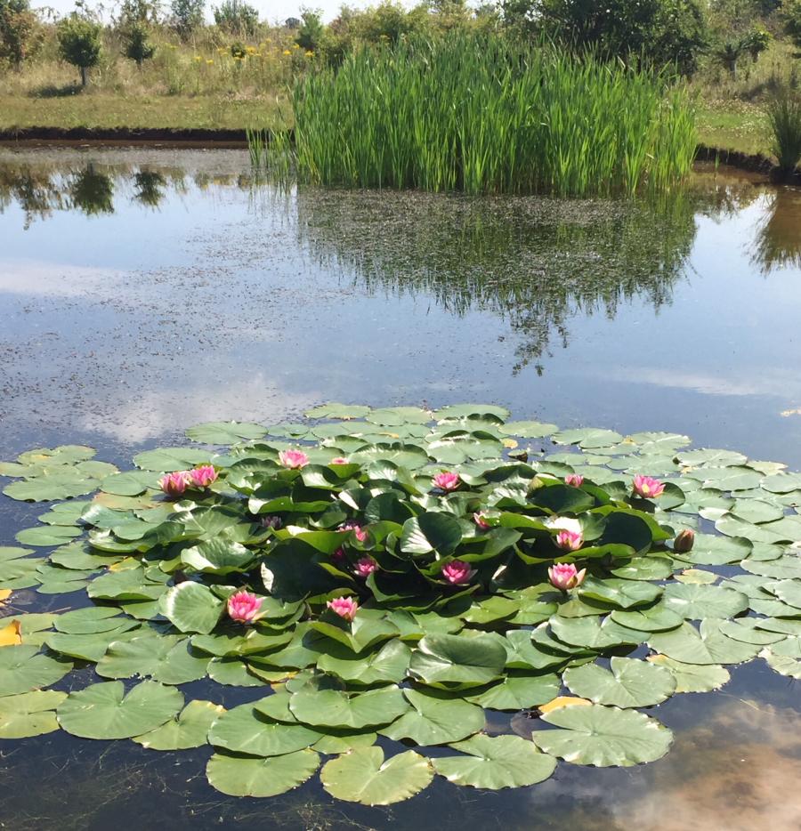 Nymphaea Attraction Pink Rose Red Water Lily - Image 3