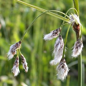 Eriophorum Angustifolium