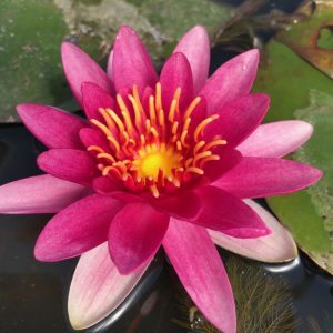 Nymphaea Escarboucle Deep Pink Red Water Lily