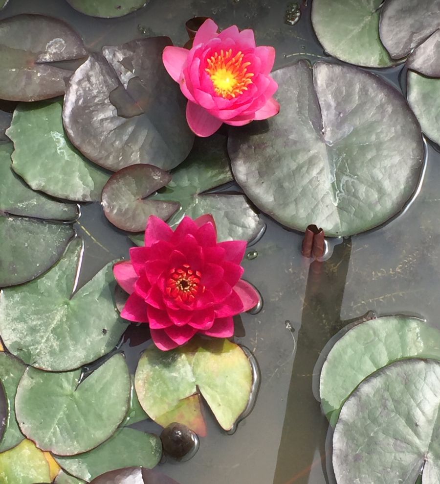 Nymphaea James Brydon Dark Red Water Lily - Image 2