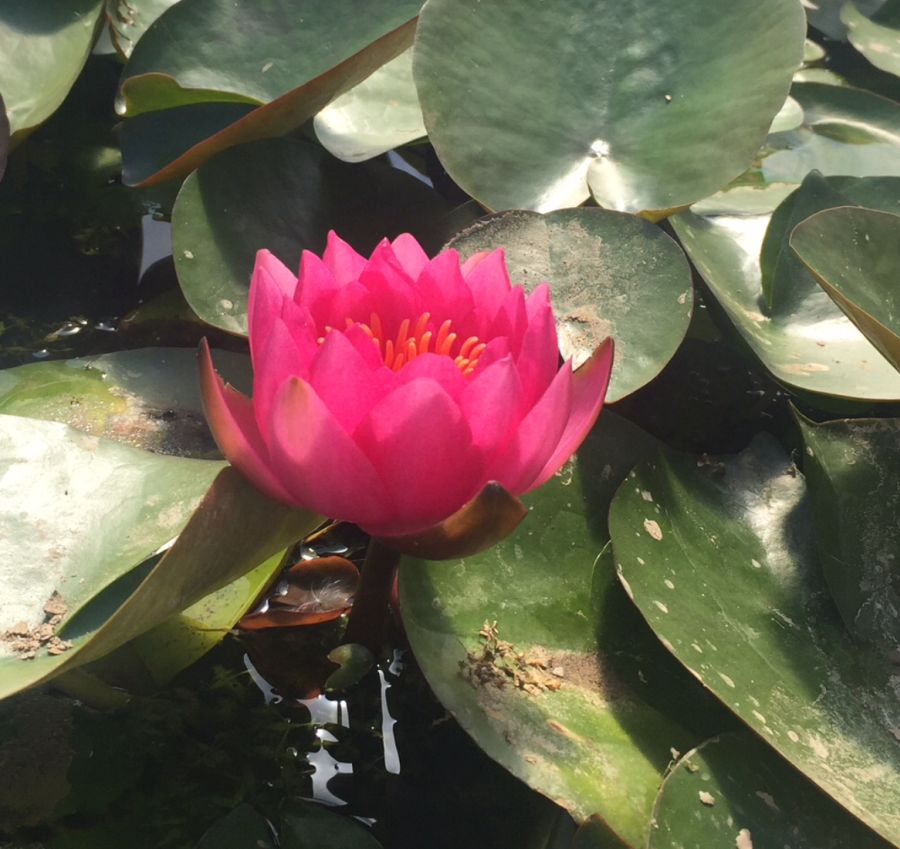 Nymphaea James Brydon Dark Red Water Lily - Image 3