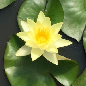 Nymphaea Joey Tomocik Yellow Water Lily