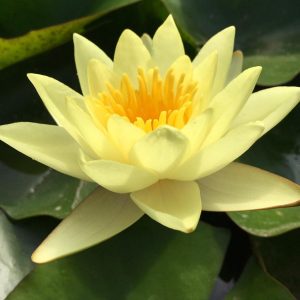 Nymphaea Moorei Yellow Water Lily