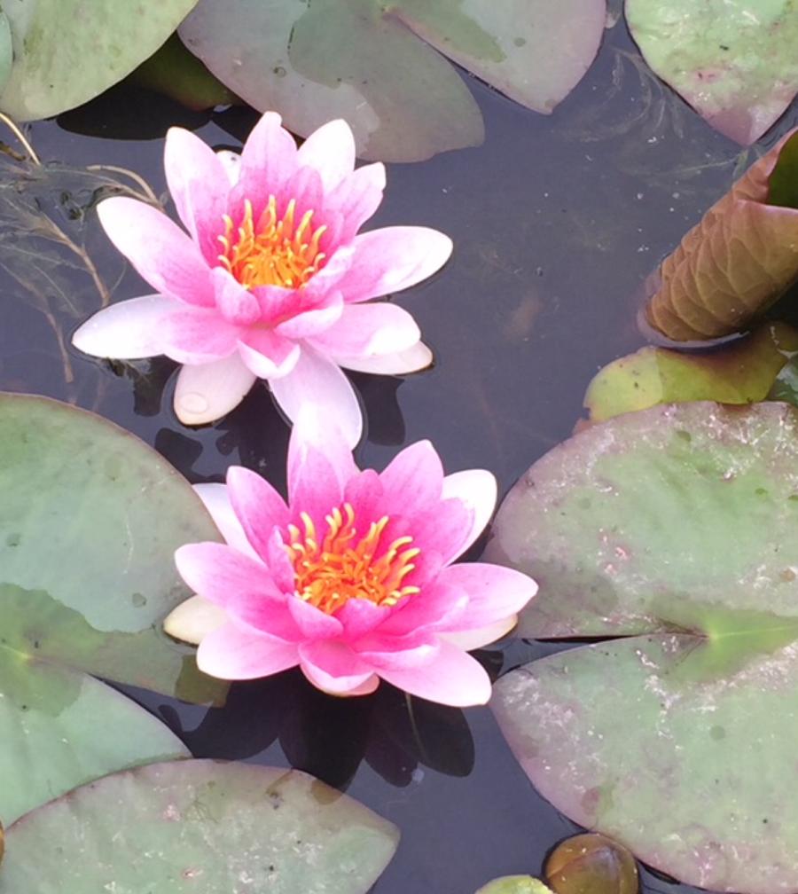 Nymphaea Mrs Richmond Pink Water Lily - Image 2
