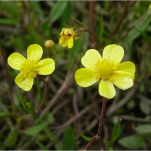 Ranunculus Flammula