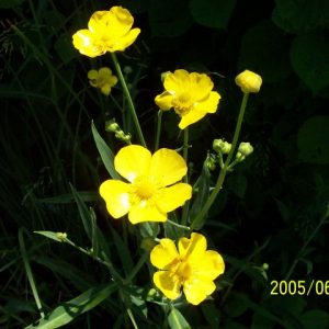 Ranunculus Grandiflora