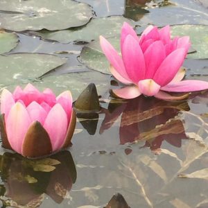 Nymphaea Pygmaea Rubra Miniature Rose Pink Water Lily