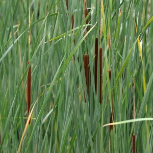 Typha Angustifolia
