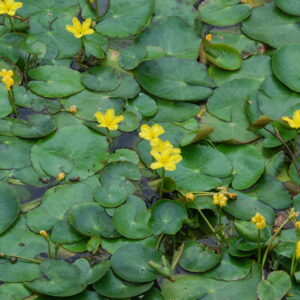 Nymphoides Peltata – Fringed Water Lily