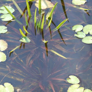 Stratiotes Aloides - Water Soldier