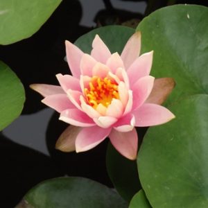 Nymphaea Rose Arey Pink Water Lily