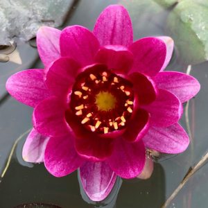 Nymphaea Burgandy Princess Red and Yellow Water Lily
