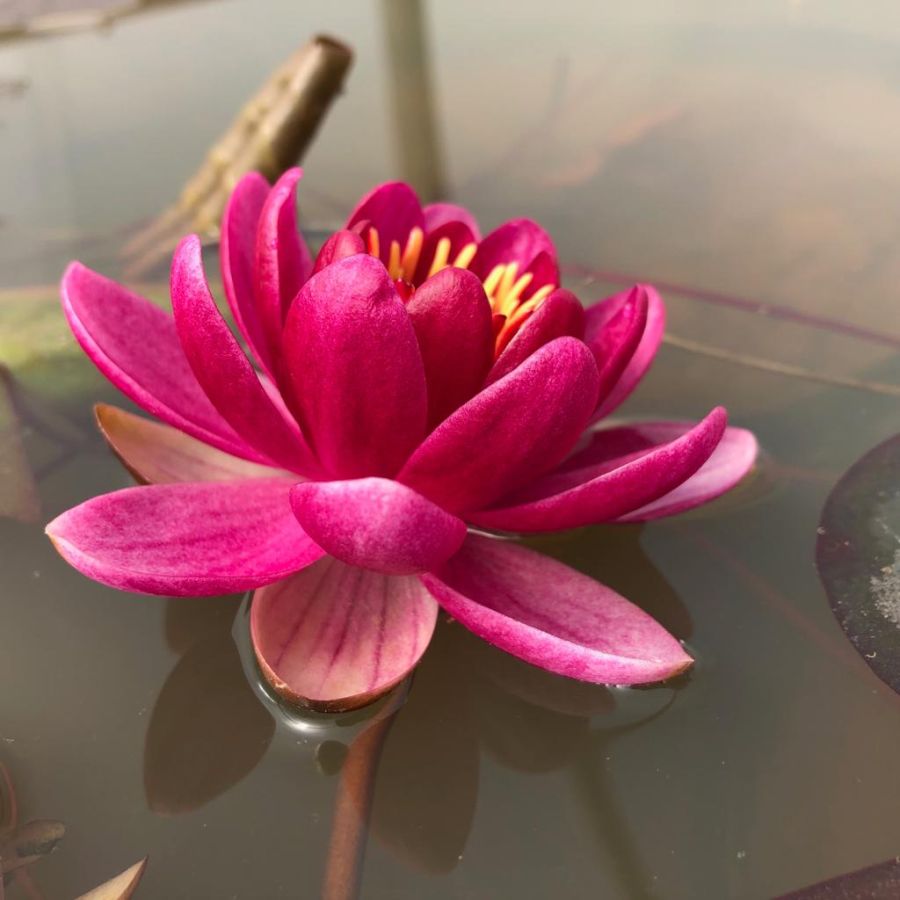Nymphaea Burgandy Princess Red and Yellow Water Lily - Image 2