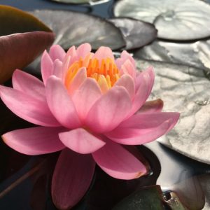 Nymphaea Firecrest Yellow Pink Red Water Lily