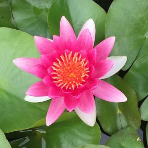 Nymphaea Frobelii Red Water Lily