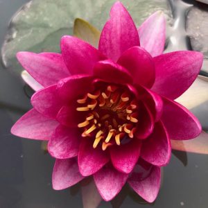 Nymphaea Gloriosa Deep Red Water Lily