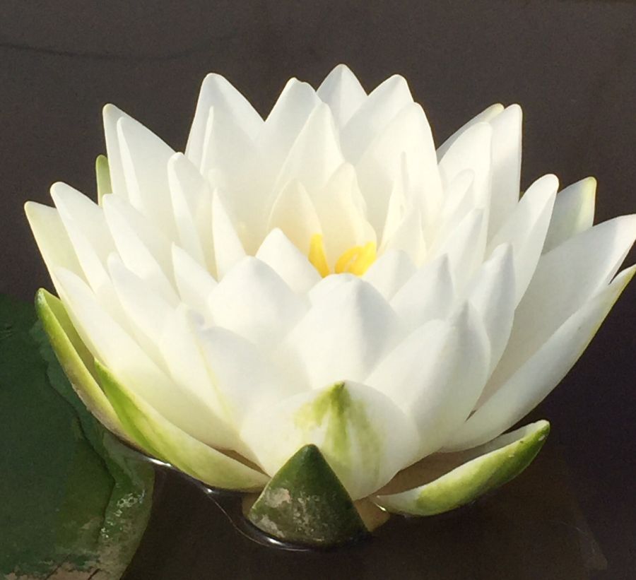 Nymphaea Gonnere White Water Lily - Image 2