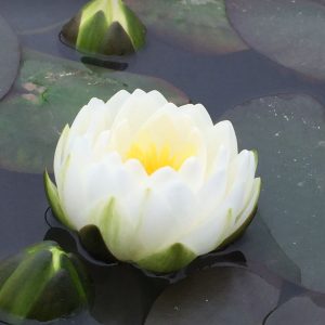 Nymphaea Gonnere White Water Lily